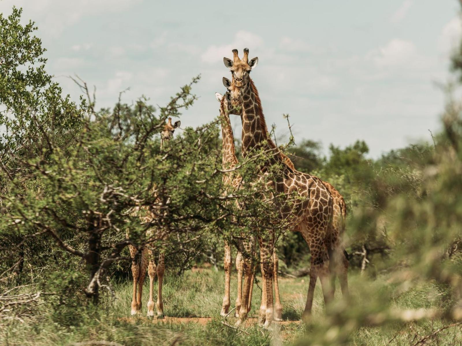 Maroelani Lodge- Greater Kruger Private Reserve Ходспруит Екстериор снимка