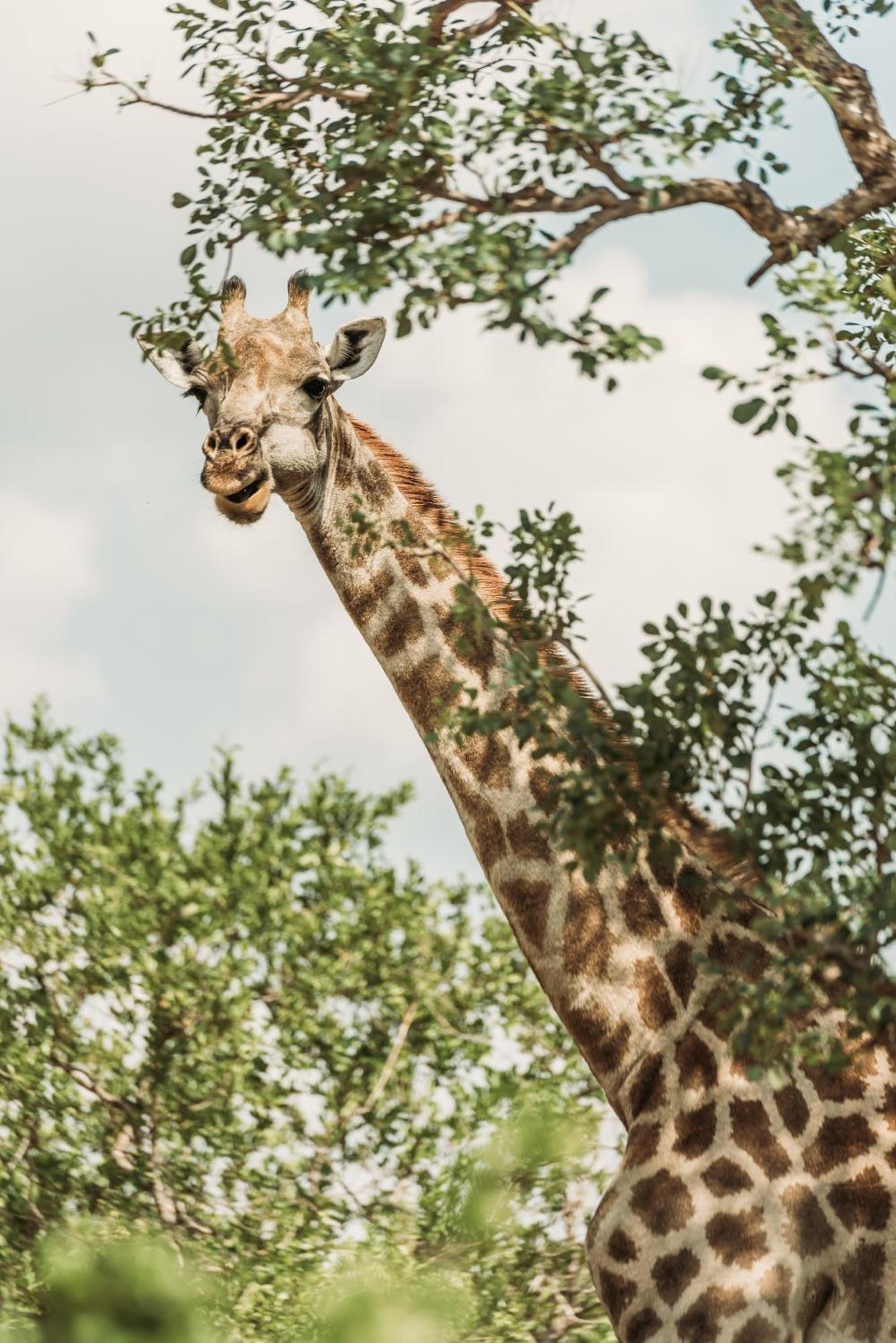 Maroelani Lodge- Greater Kruger Private Reserve Ходспруит Екстериор снимка