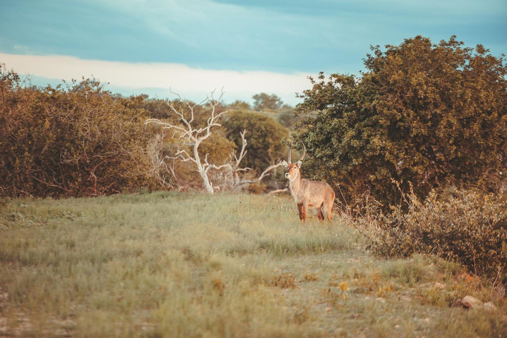 Maroelani Lodge- Greater Kruger Private Reserve Ходспруит Екстериор снимка