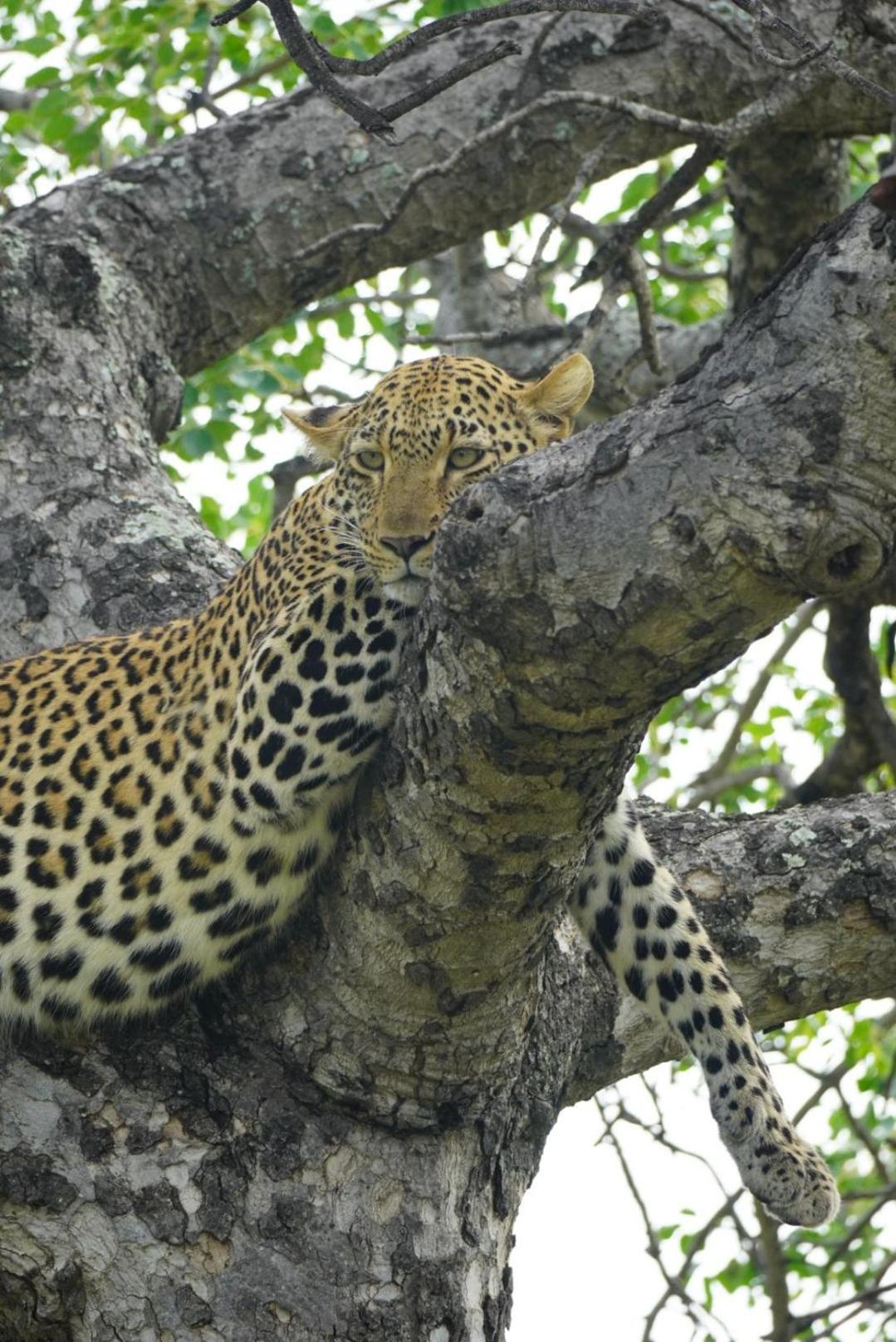 Maroelani Lodge- Greater Kruger Private Reserve Ходспруит Екстериор снимка