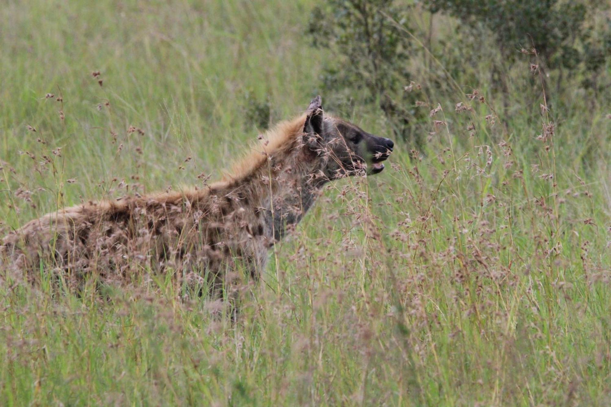 Maroelani Lodge- Greater Kruger Private Reserve Ходспруит Екстериор снимка